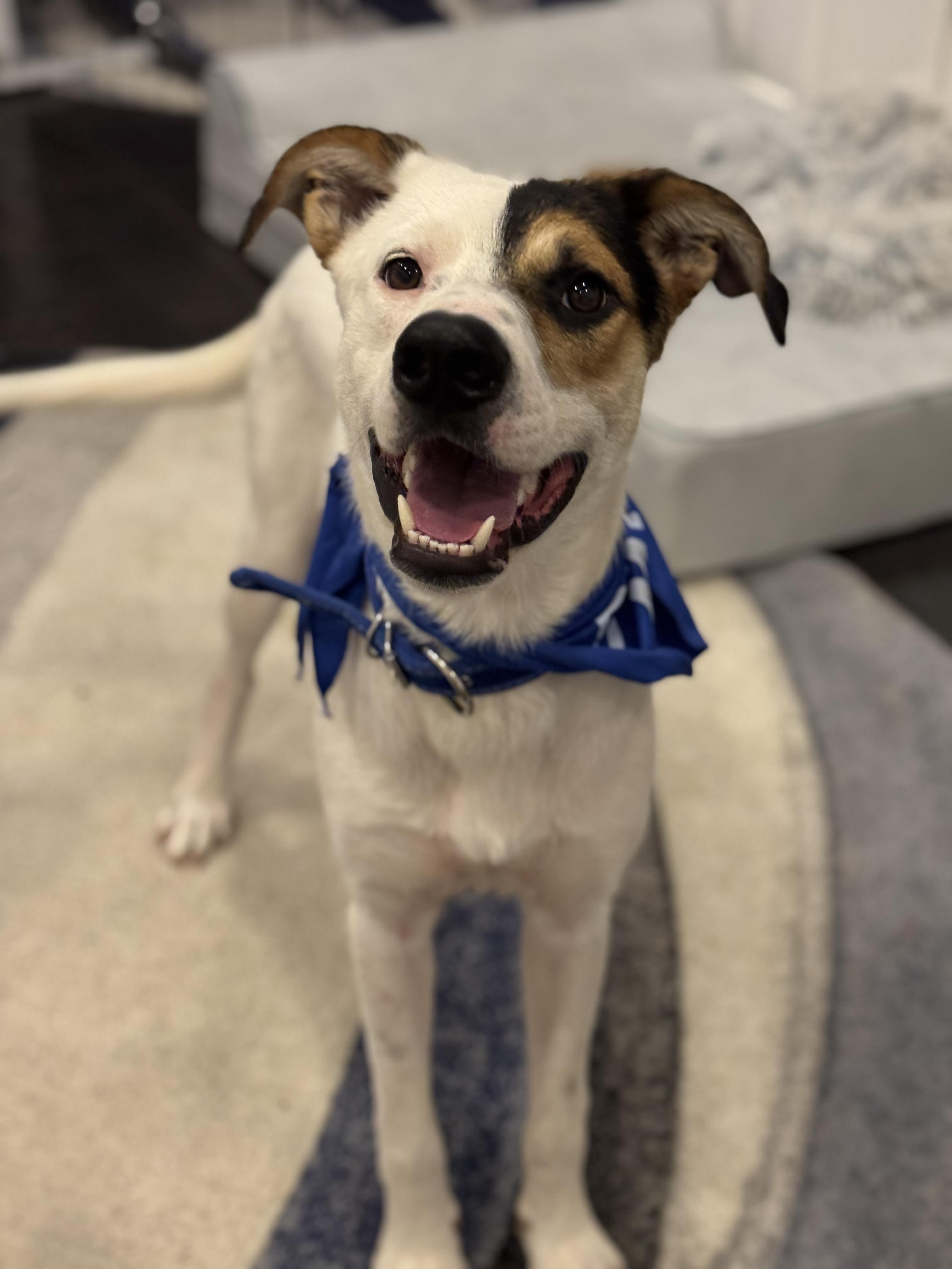 Enlarge BonBon, a Adoptable mixed breed in Bakersfield, CA image 4/6
