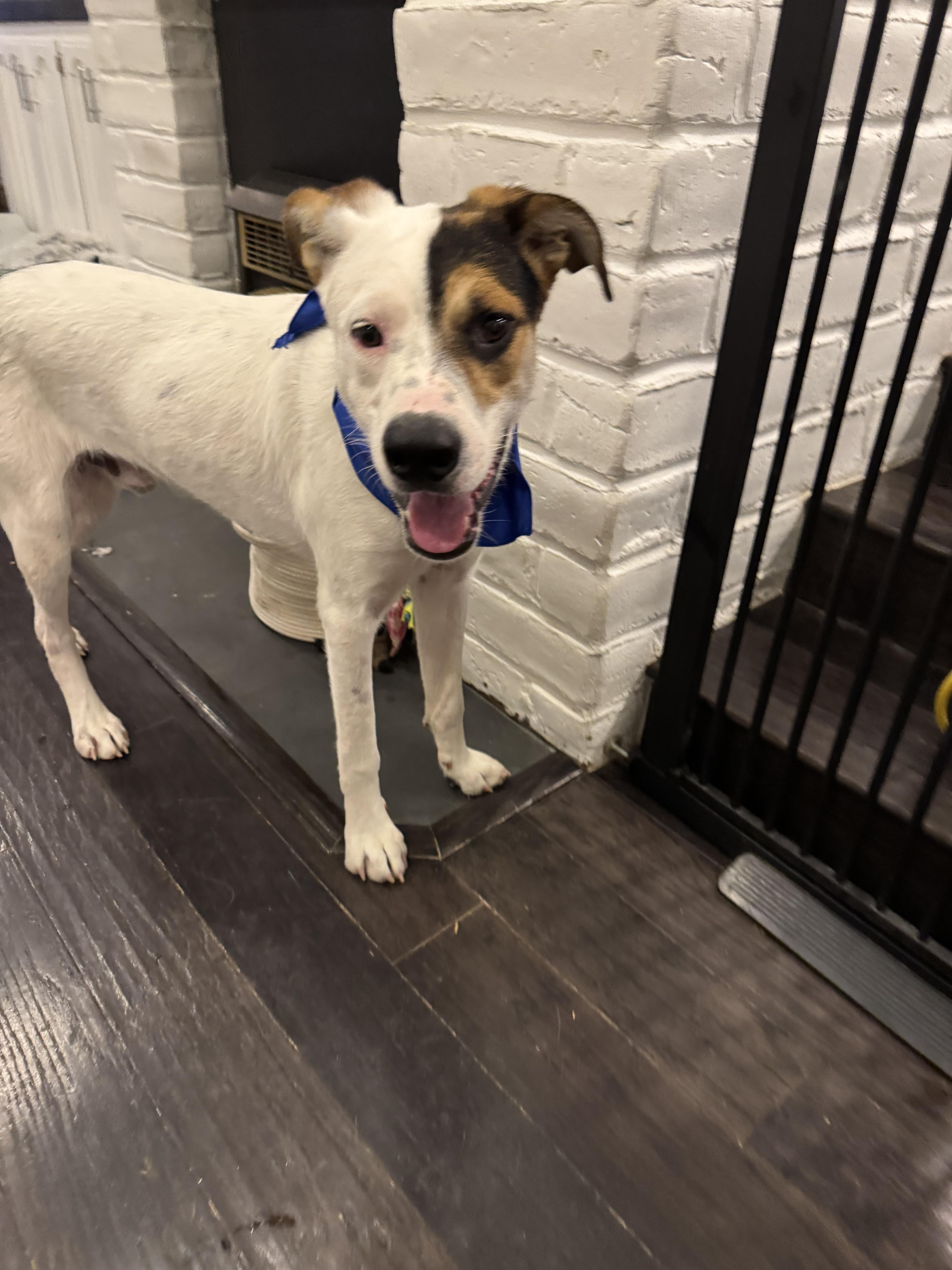 Enlarge BonBon, a Adoptable mixed breed in Bakersfield, CA image 5/6