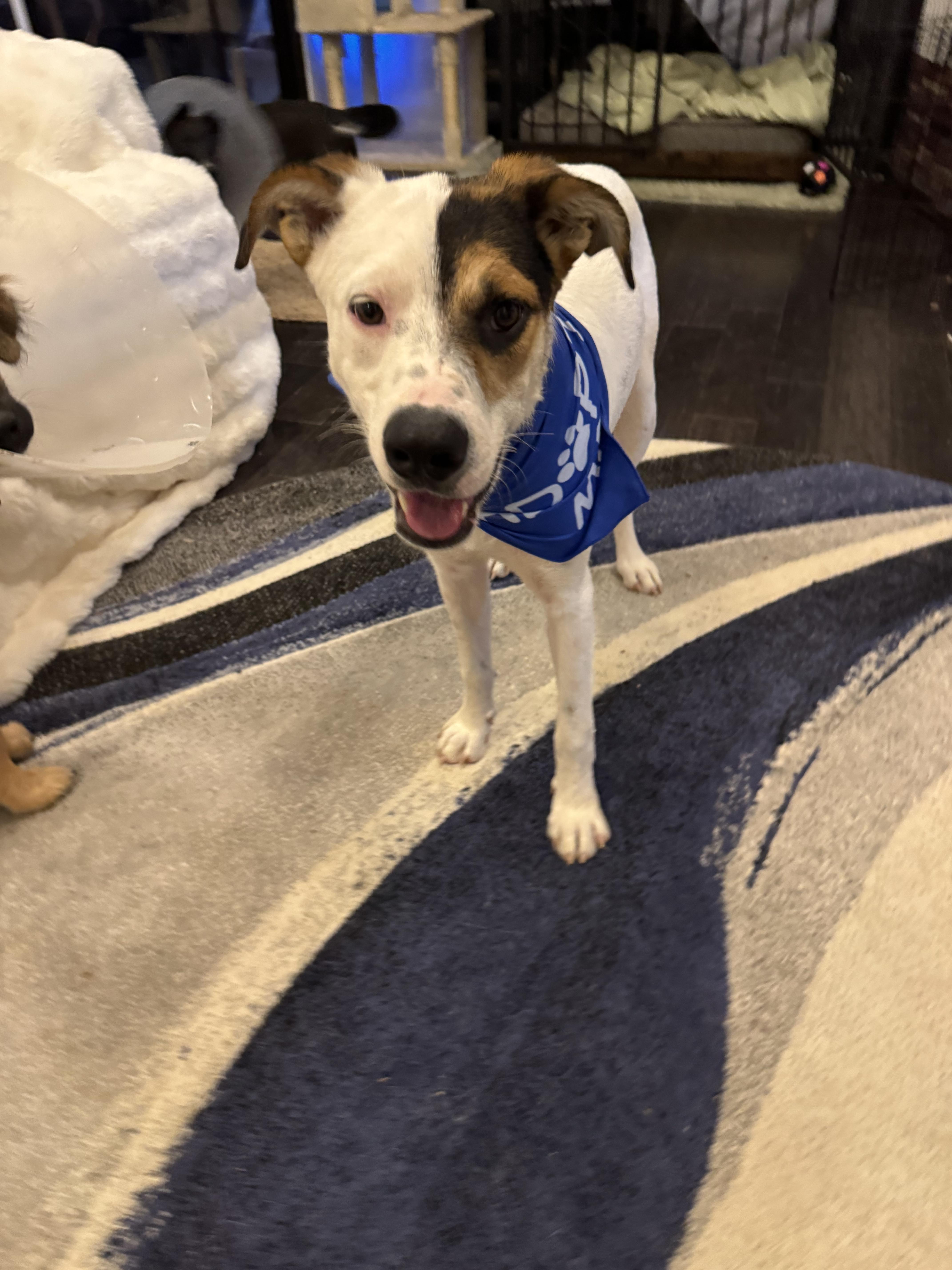 Enlarge BonBon, a Adoptable mixed breed in Bakersfield, CA image 6/6