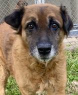 Cami, an adopted Shepherd in Glasgow, KY image 1/2