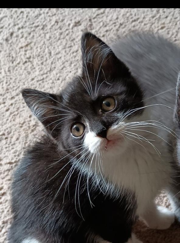 Norman, Adoptable, Adult Male Domestic Short Hair.