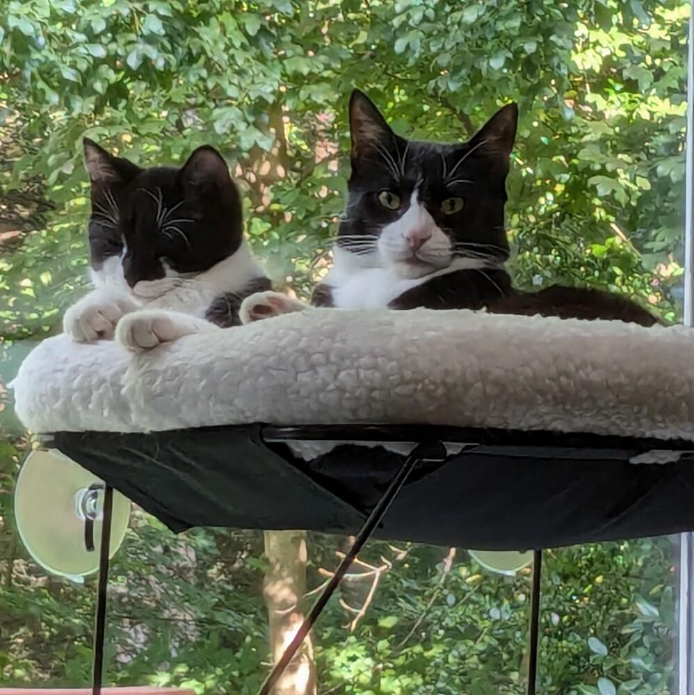 Enlarge Norman, a Adoptable Domestic Short Hair in Statesville, NC image 2/2