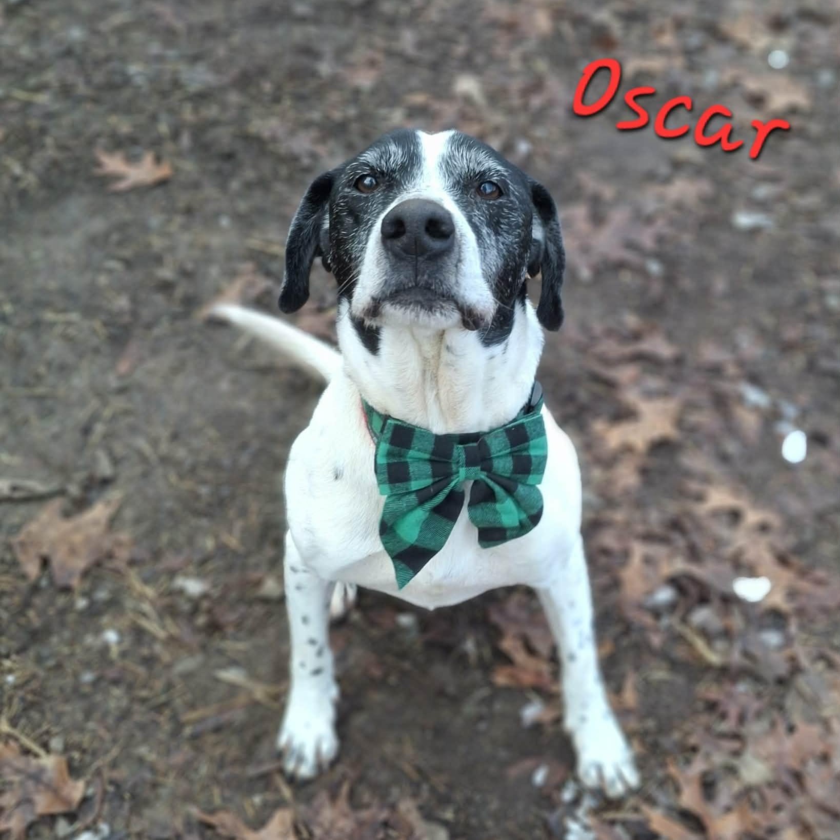 Enlarge Oscar, a Adoptable mixed breed in Vine Grove, KY image 1/6