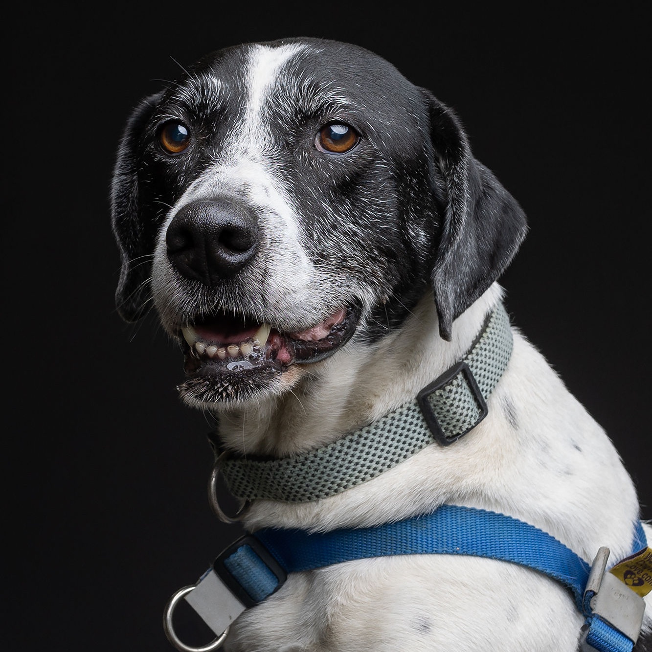 Oscar, a Adoptable mixed breed in Vine Grove, KY image 1/6