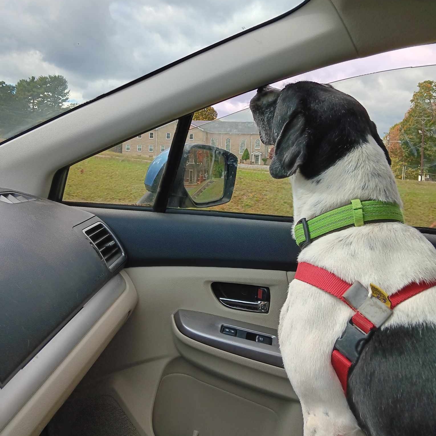 Oscar, a Adoptable mixed breed in Vine Grove, KY image 6/6