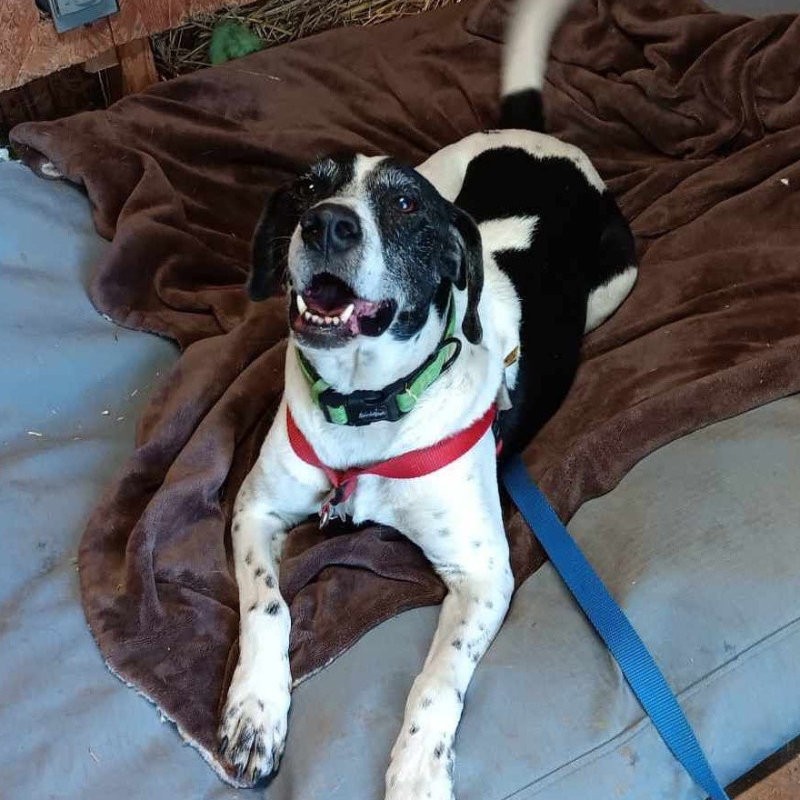 Oscar, Senior Male unknown