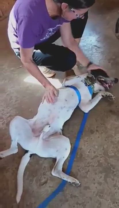 Enlarge Oscar, a Adoptable mixed breed in Vine Grove, KY video 5/6