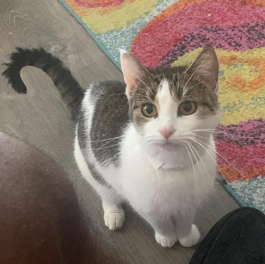 Angelina is the total package sweet spunky and ready to make your home her playground and cuddle 