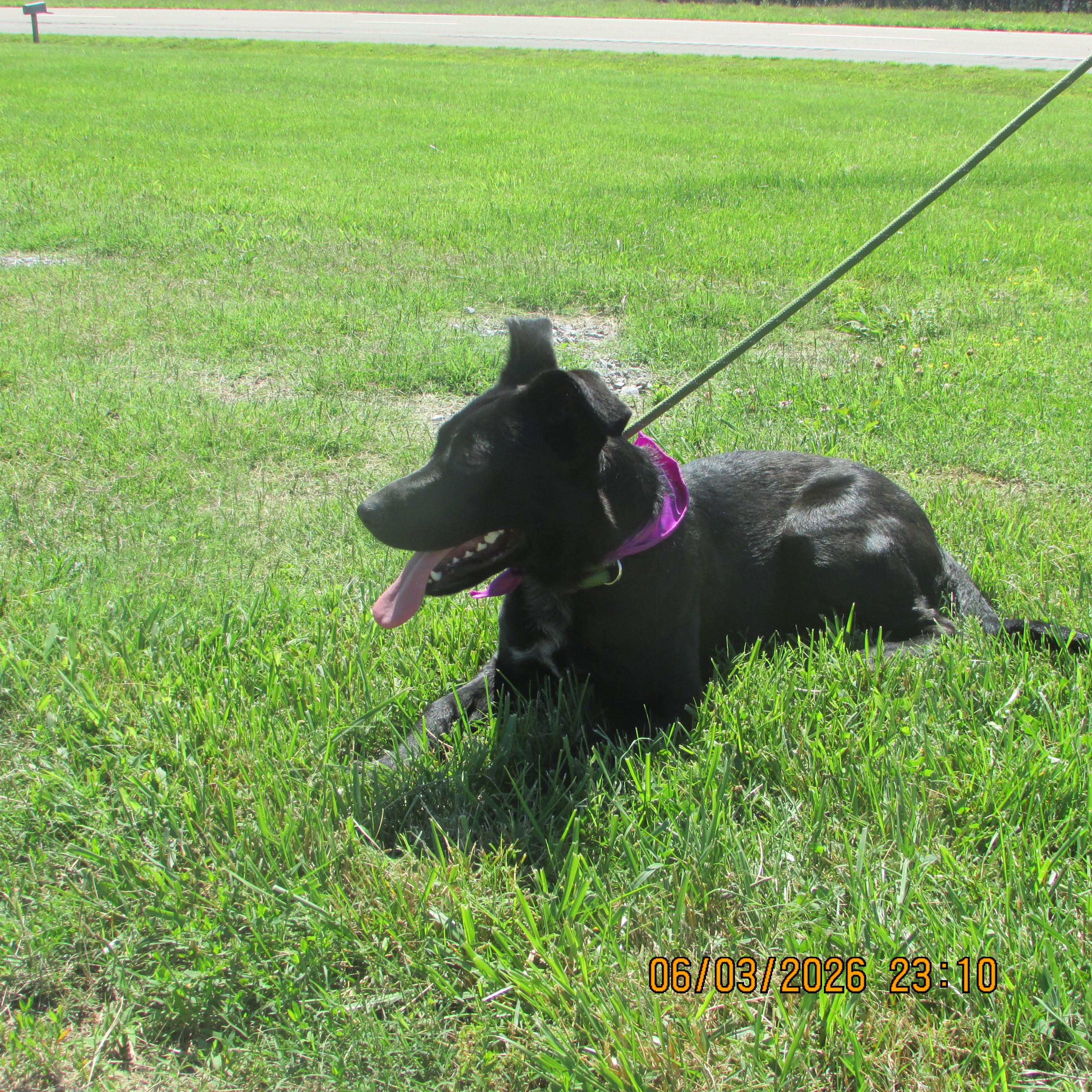 Enlarge Faith, an adopted mixed breed in Rogersville, TN image 3/6