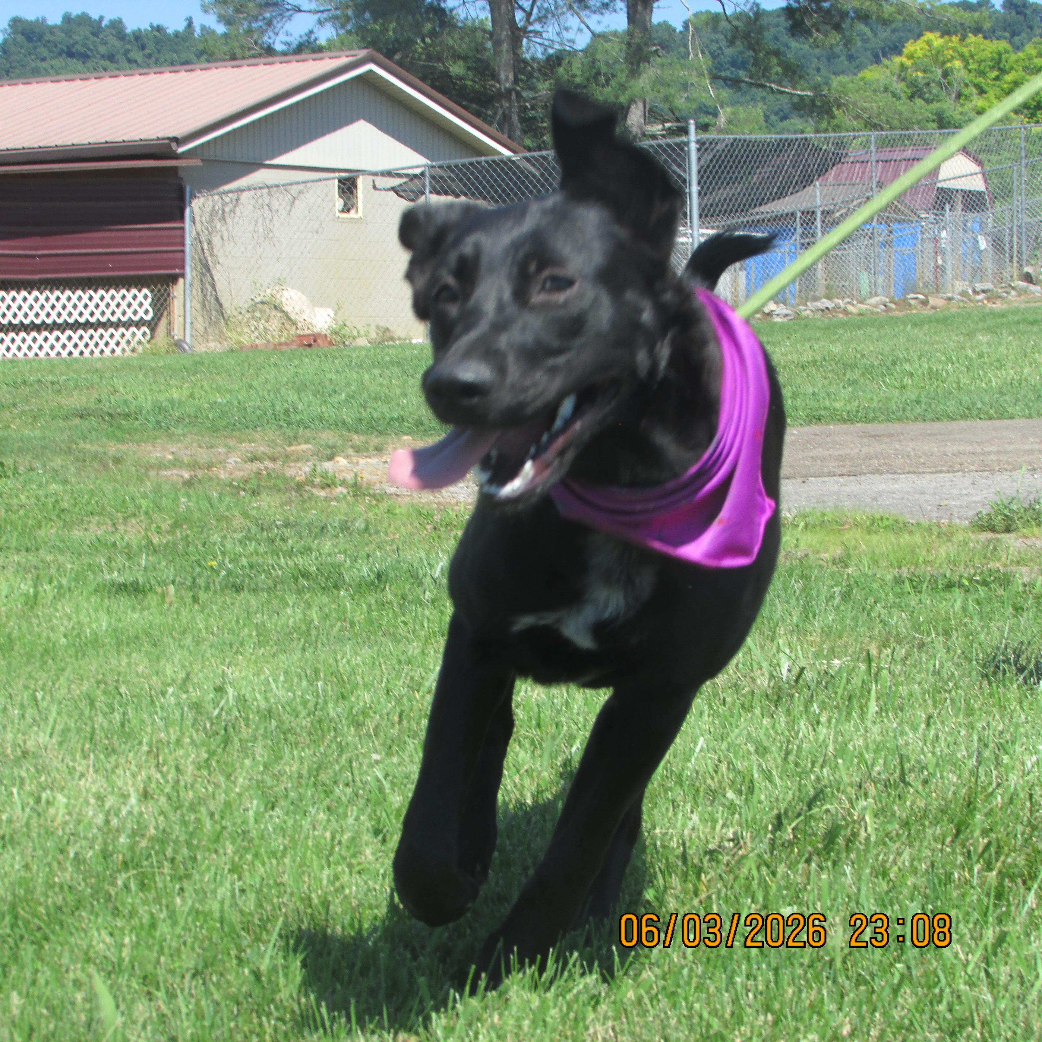 Enlarge Faith, an adopted mixed breed in Rogersville, TN image 2/6