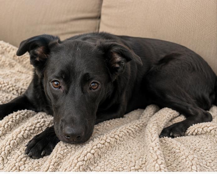 Faith, adopted, Young Female Black Labrador Retriever.