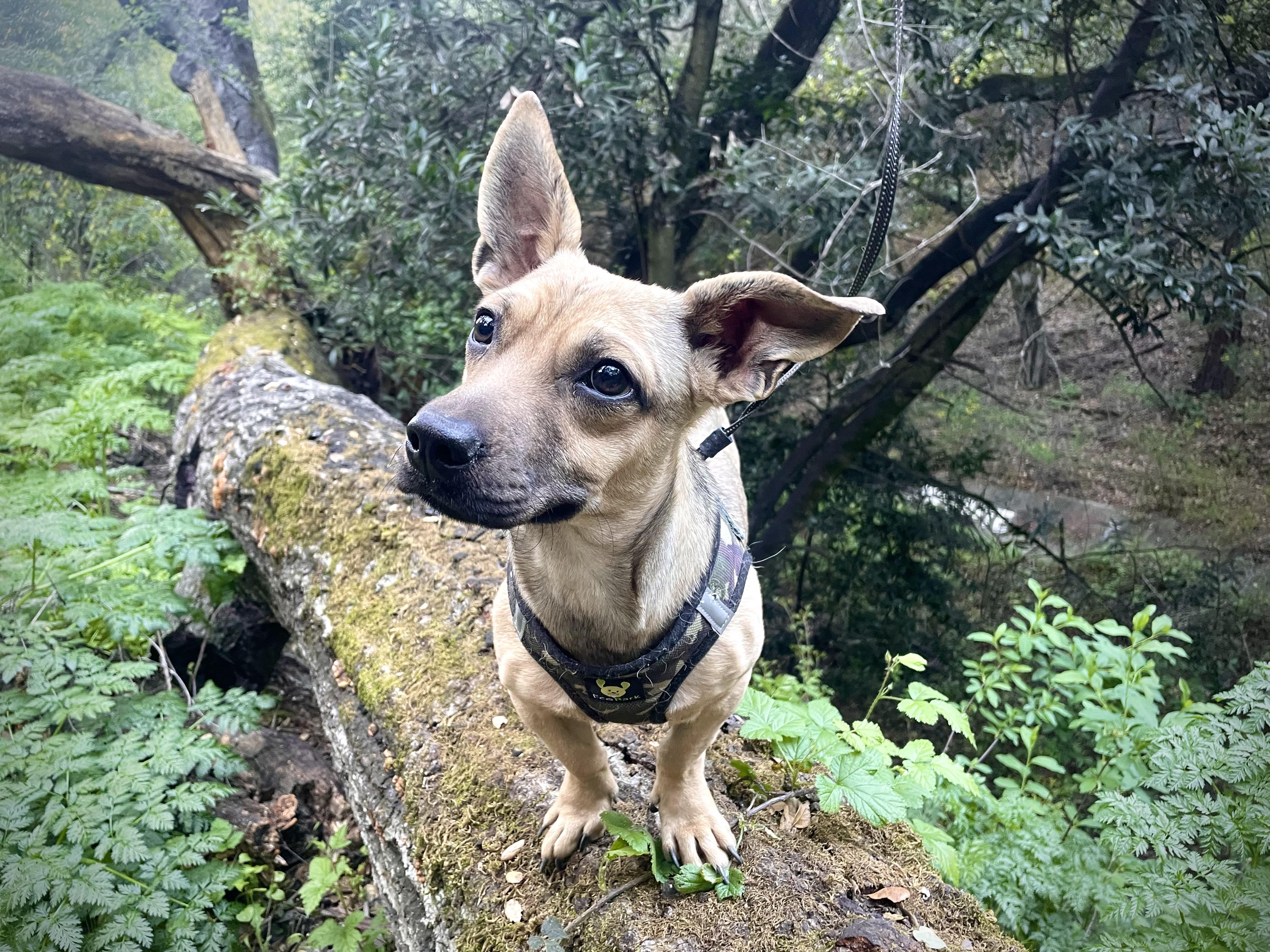 Enlarge Oscar, a ADOPTABLE mixed breed in Oakland, CA image 3/6