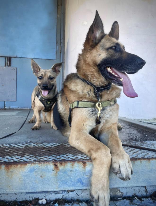 Enlarge Oscar, a ADOPTABLE mixed breed in Oakland, CA image 4/6