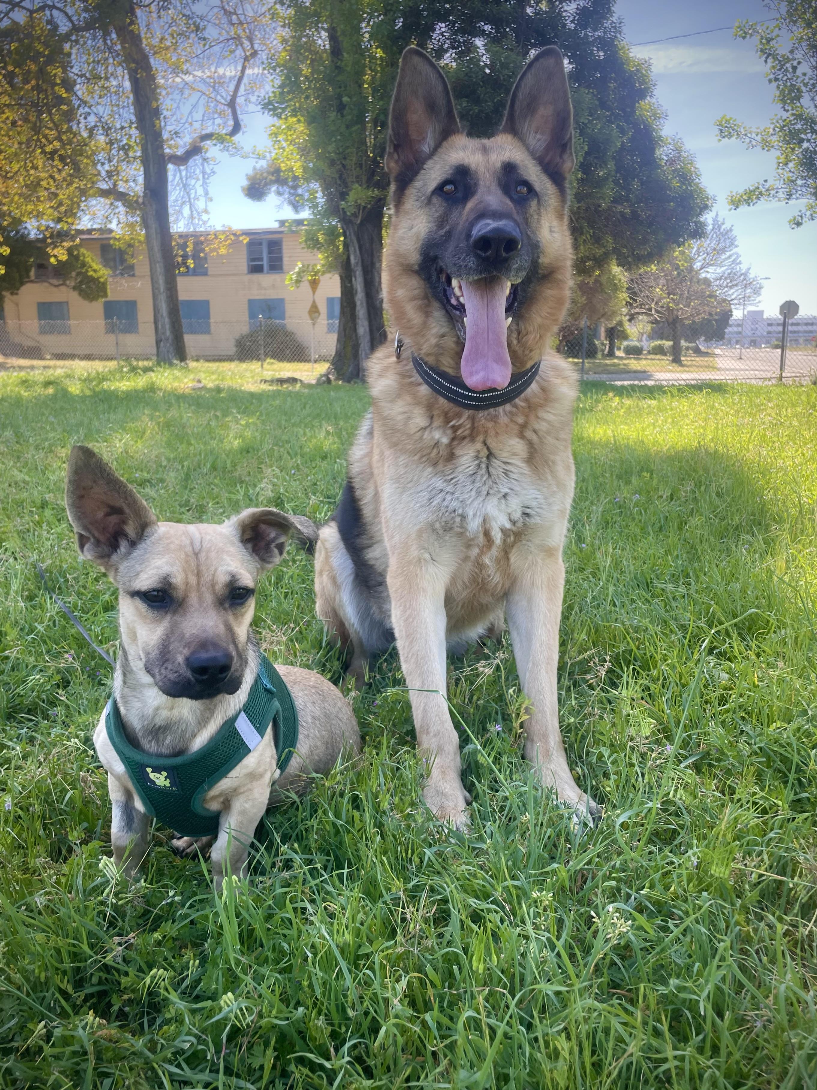 Enlarge Oscar, a ADOPTABLE mixed breed in Oakland, CA image 5/6