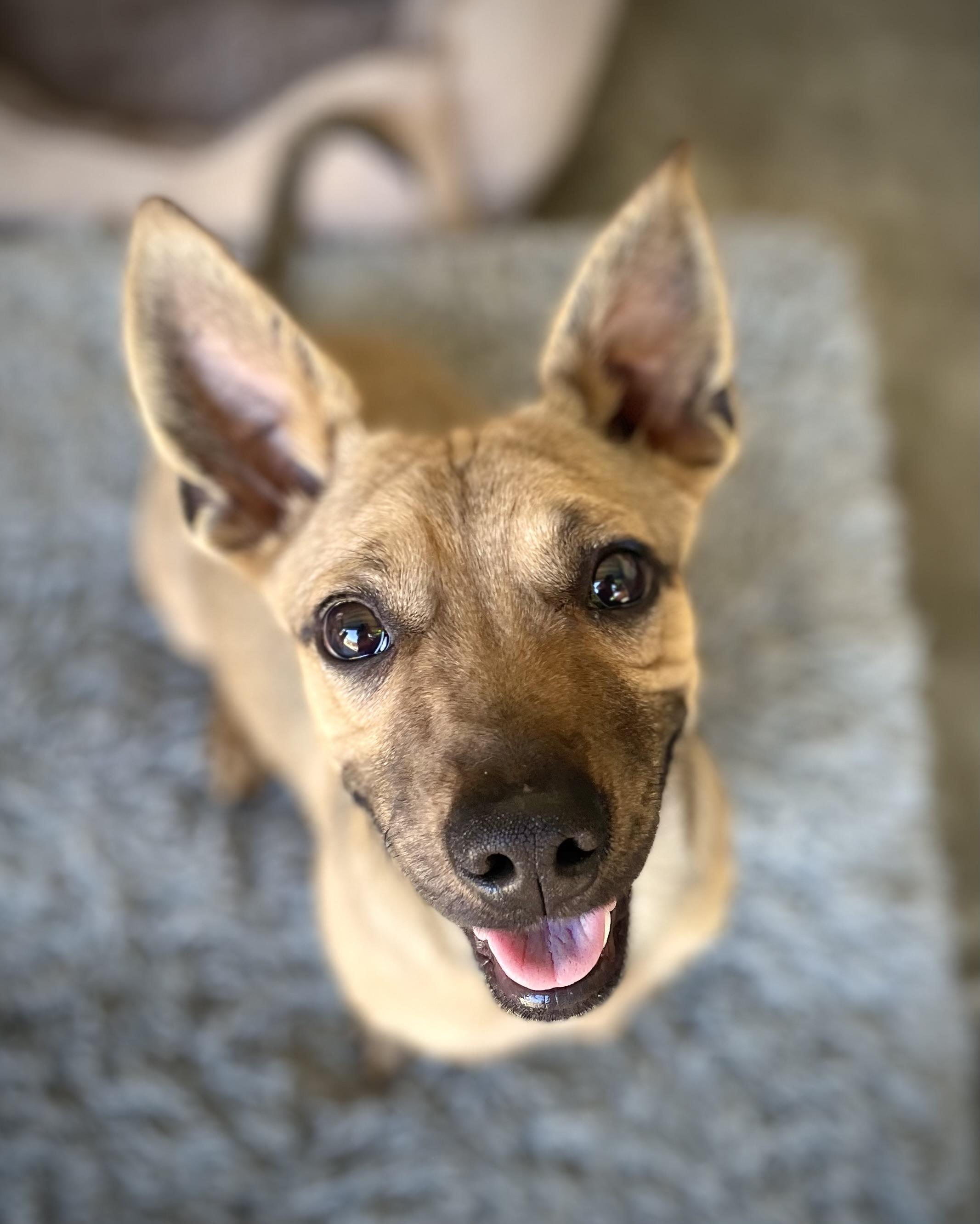 Oscar, ADOPTABLE, Young Male Dachshund.