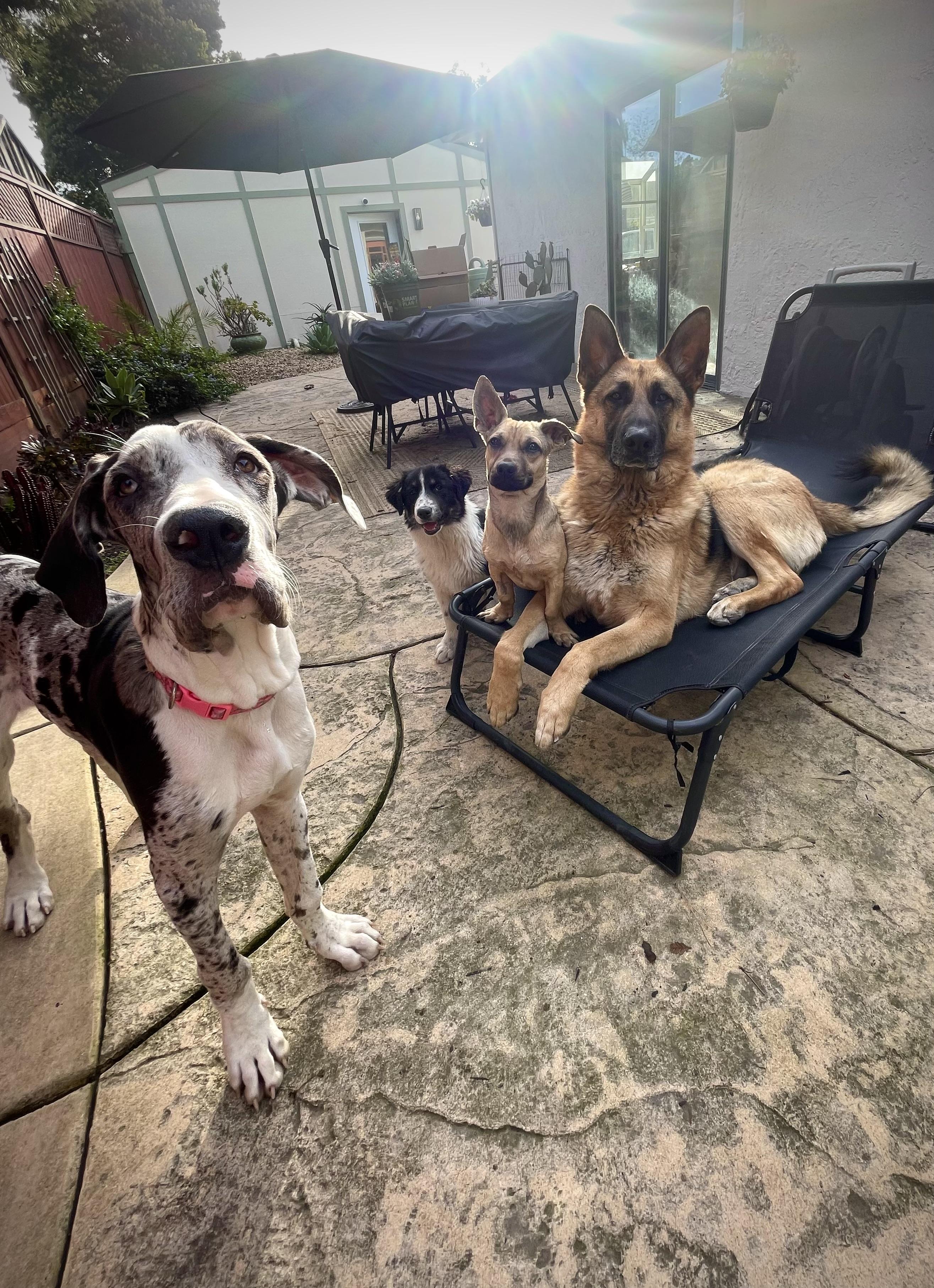 Enlarge Oscar, a ADOPTABLE mixed breed in Oakland, CA image 6/6