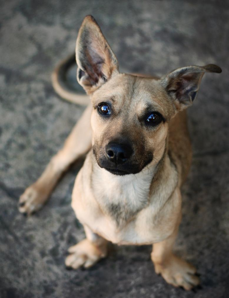 Enlarge Oscar, a ADOPTABLE mixed breed in Oakland, CA image 2/6