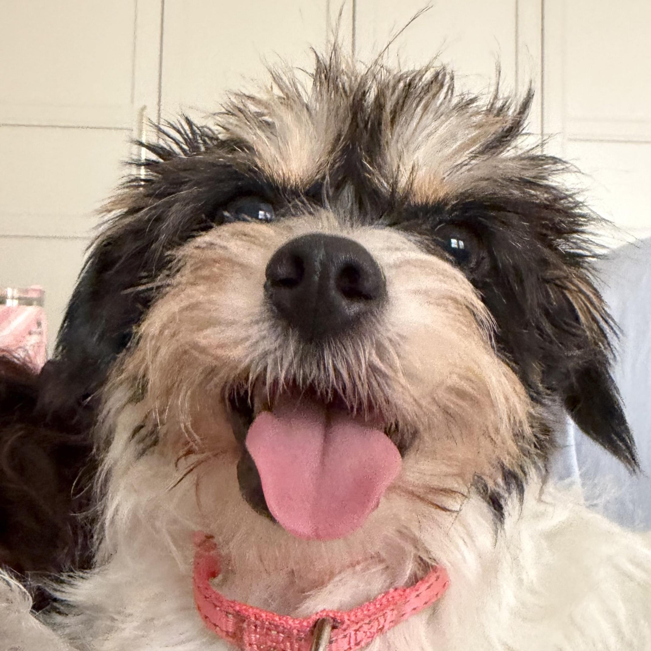Sissy, a ADOPTABLE mixed breed in Brooklyn, NY image 5/5