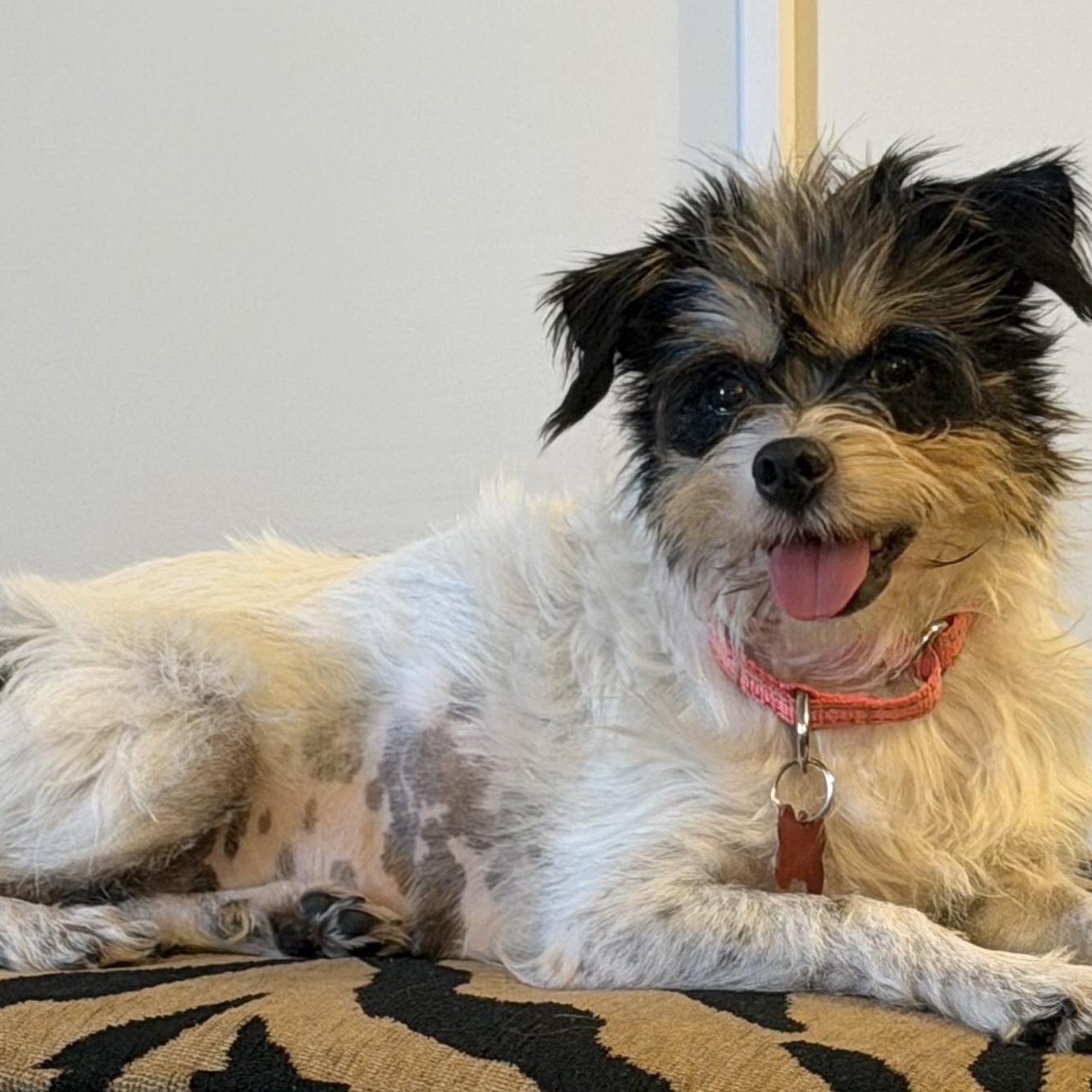 Sissy, a ADOPTABLE mixed breed in Brooklyn, NY image 2/5