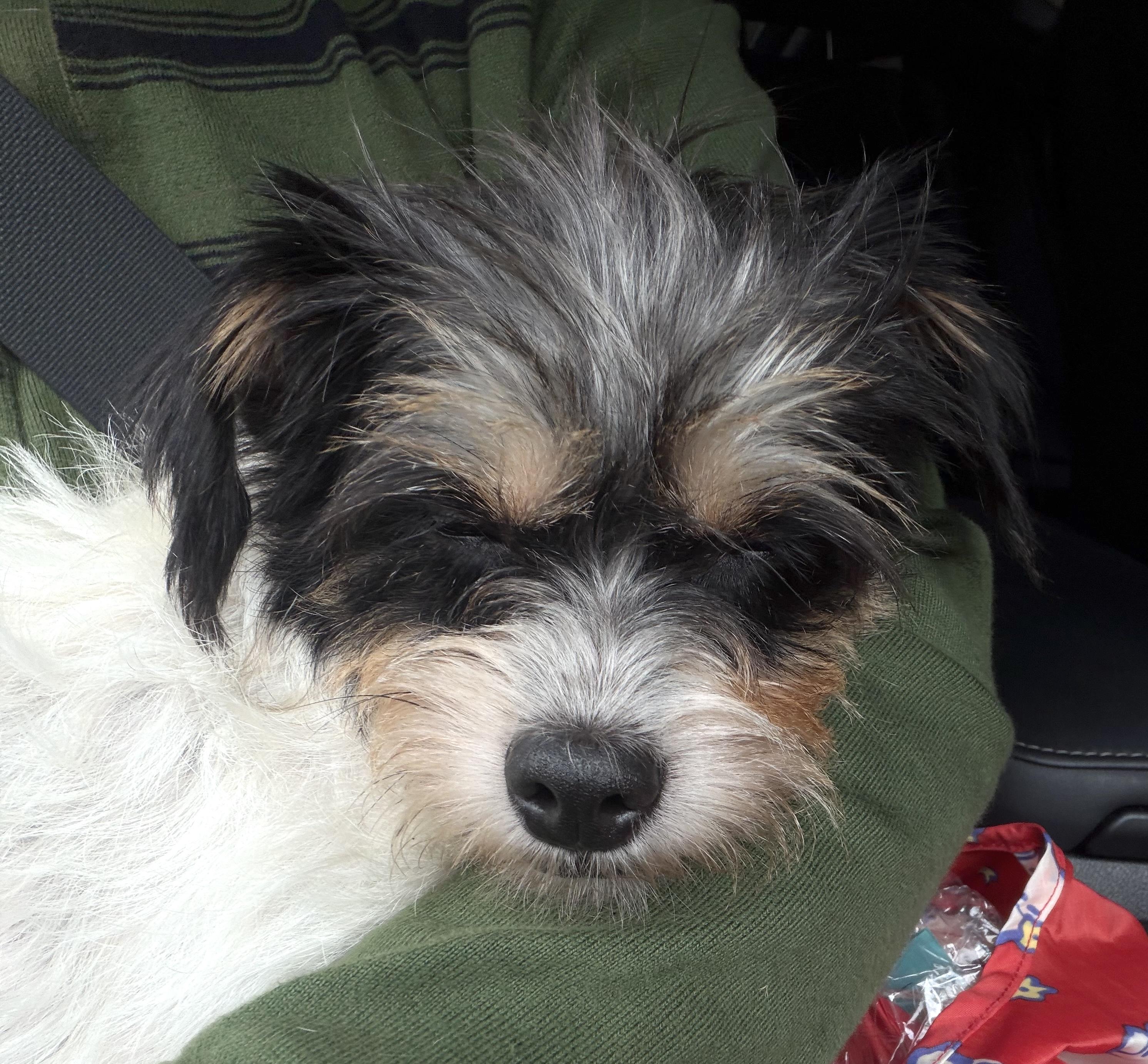 Sissy, a ADOPTABLE mixed breed in Brooklyn, NY image 4/5