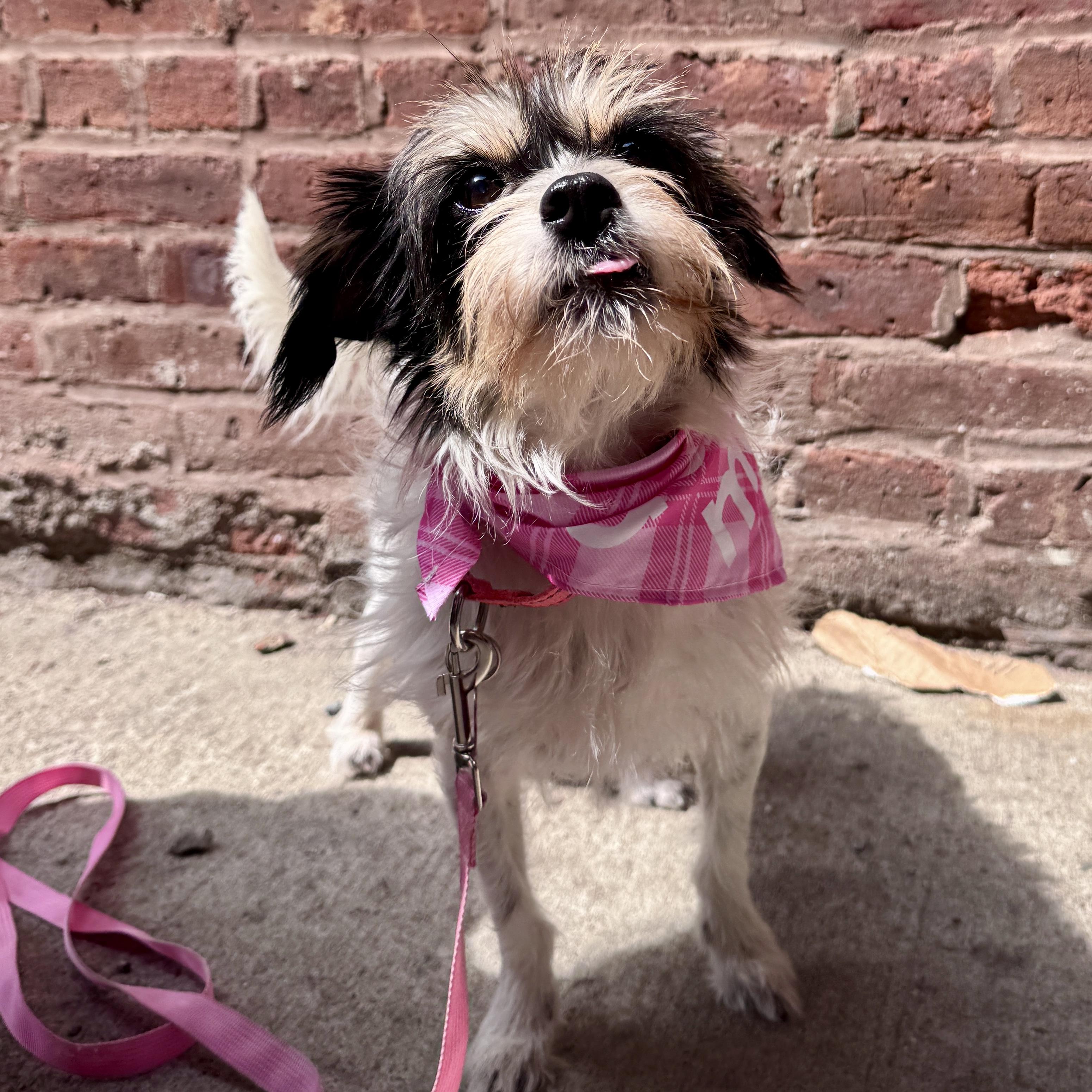 Sissy, ADOPTABLE, Adult Female Shih Tzu & Terrier.
