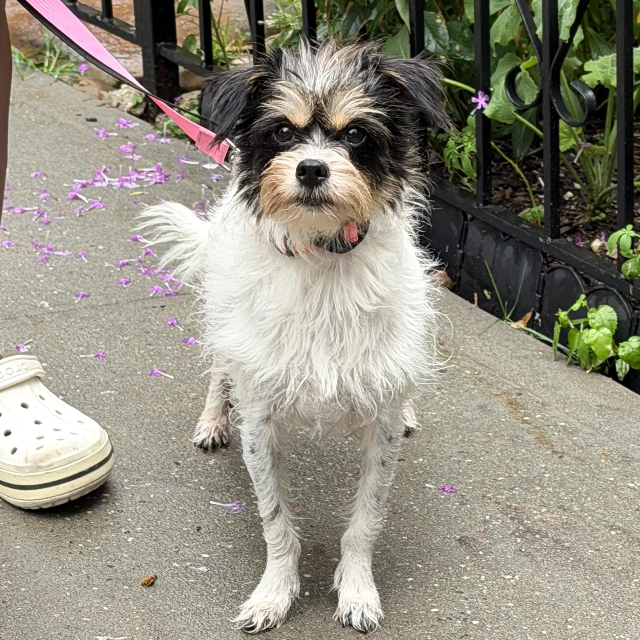 Sissy, a ADOPTABLE mixed breed in Brooklyn, NY image 1/5