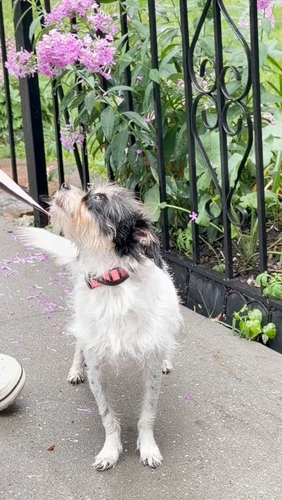 Enlarge Sissy, a ADOPTABLE mixed breed in Brooklyn, NY video 3/5