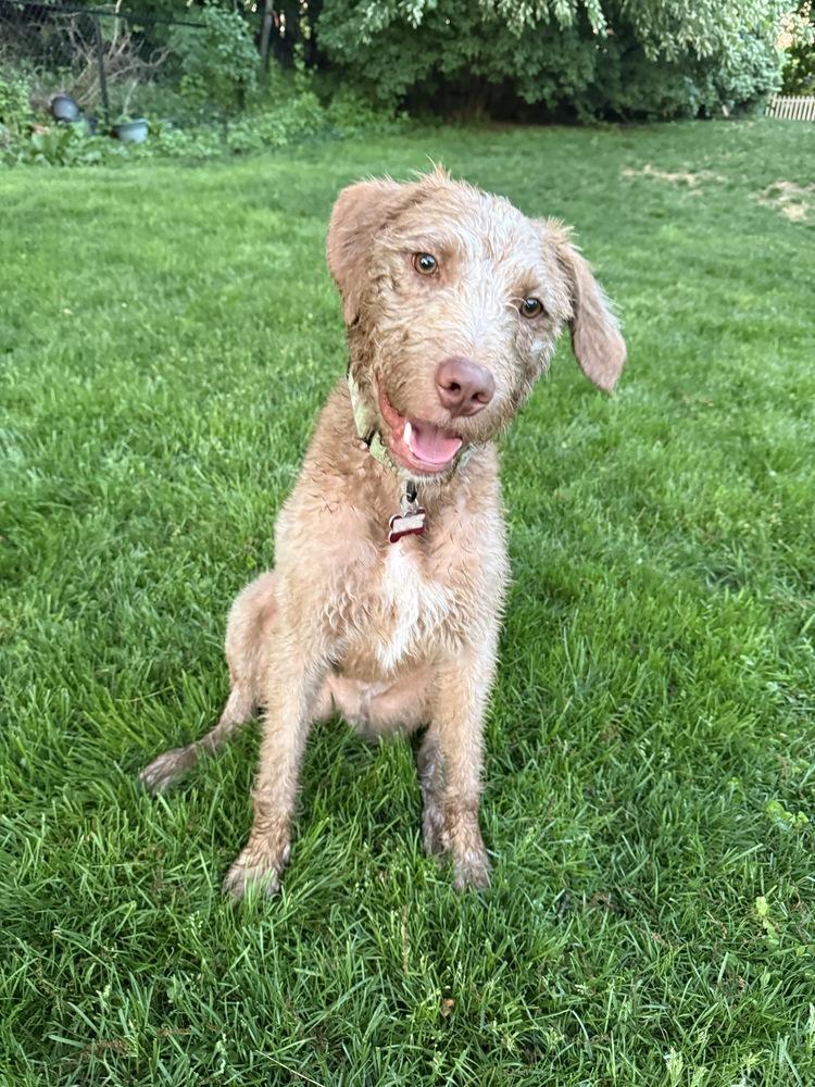 Scruffy, a Adoptable mixed breed in Boston, MA image 1/4