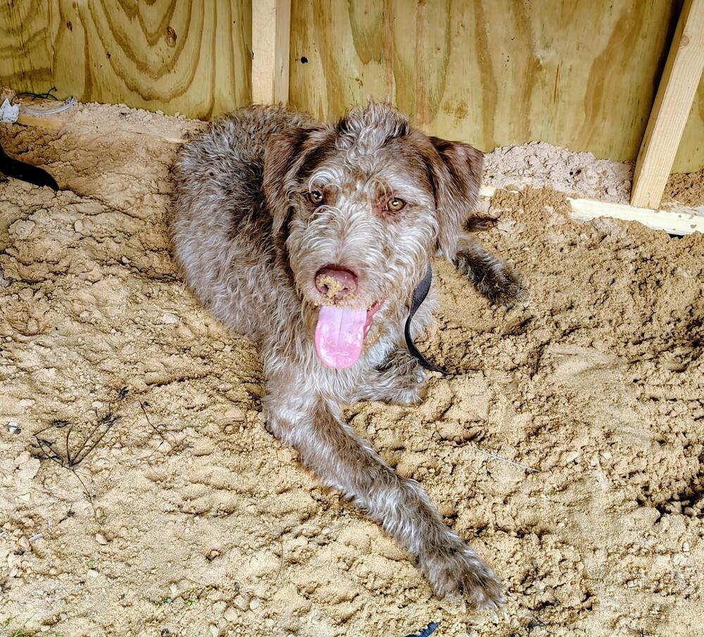Scruffy, Adoptable, Adult Male German Wirehaired Pointer.