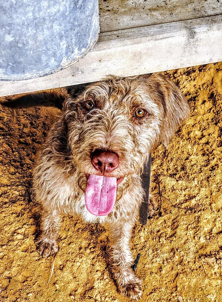 Enlarge Scruffy, a Adoptable mixed breed in Boston, MA image 2/3