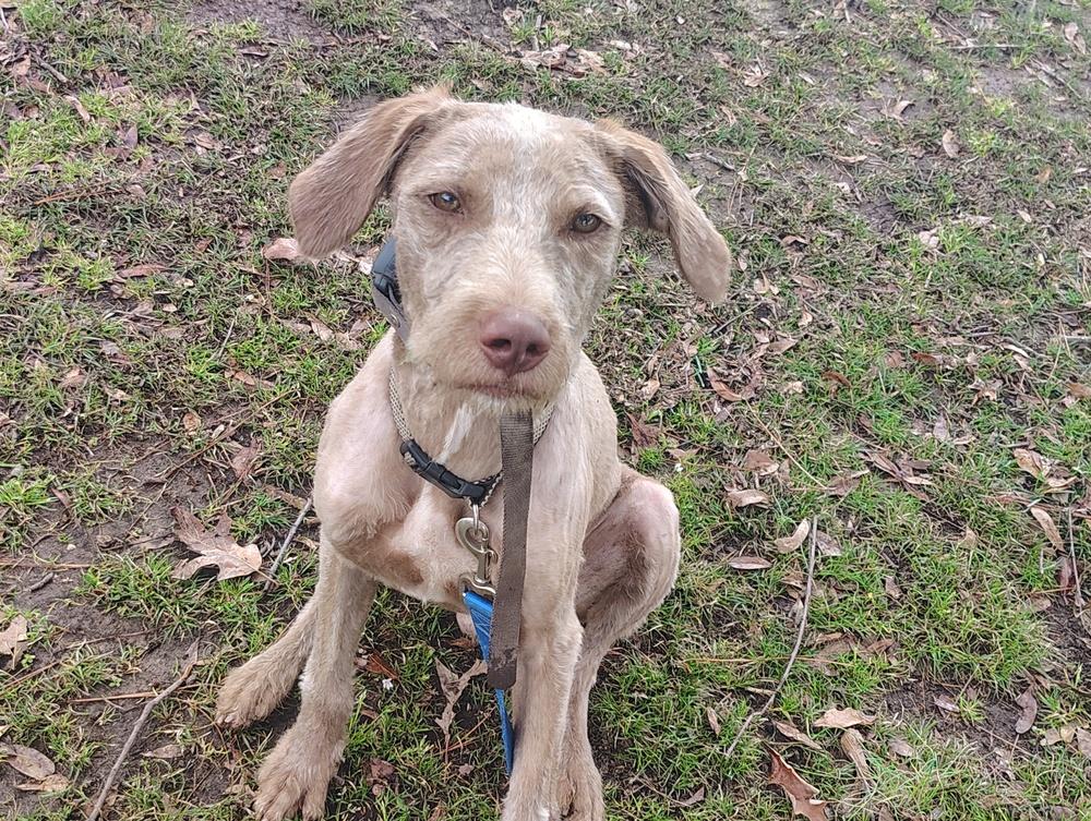 Enlarge Scruffy, a Adoptable mixed breed in Boston, MA image 3/3