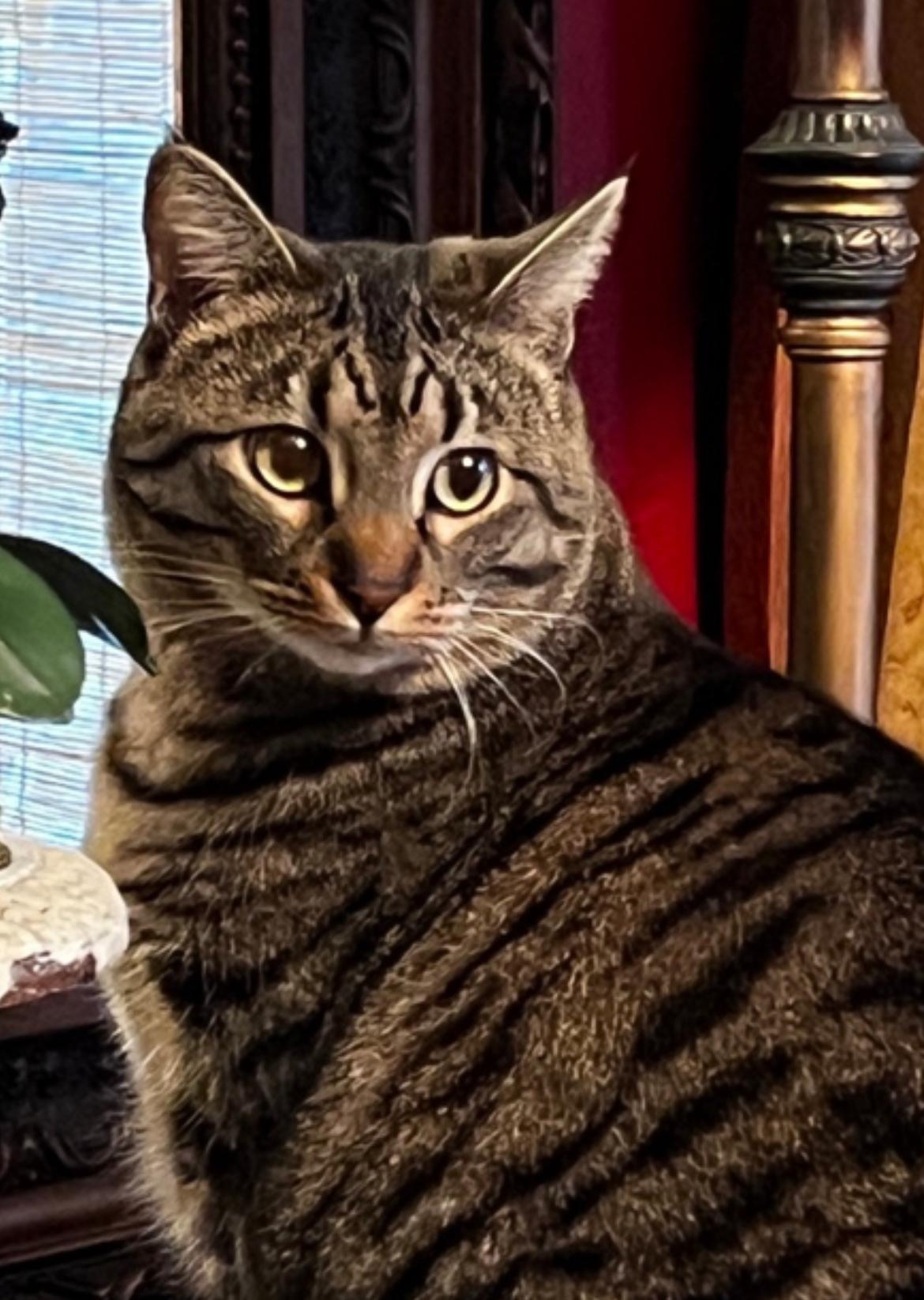 Lulu