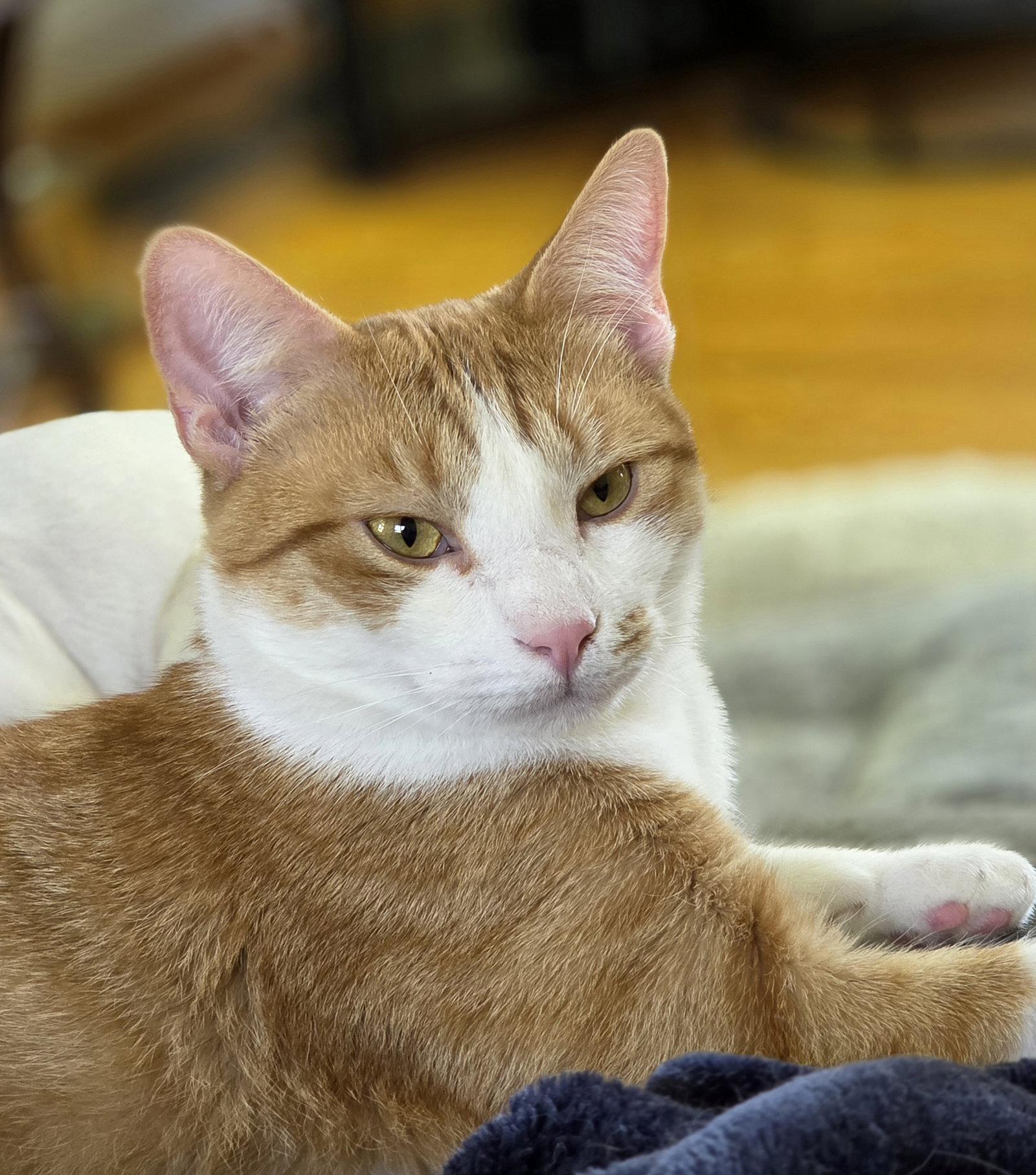 Doobie, Adopted, Young Male Domestic Short Hair.