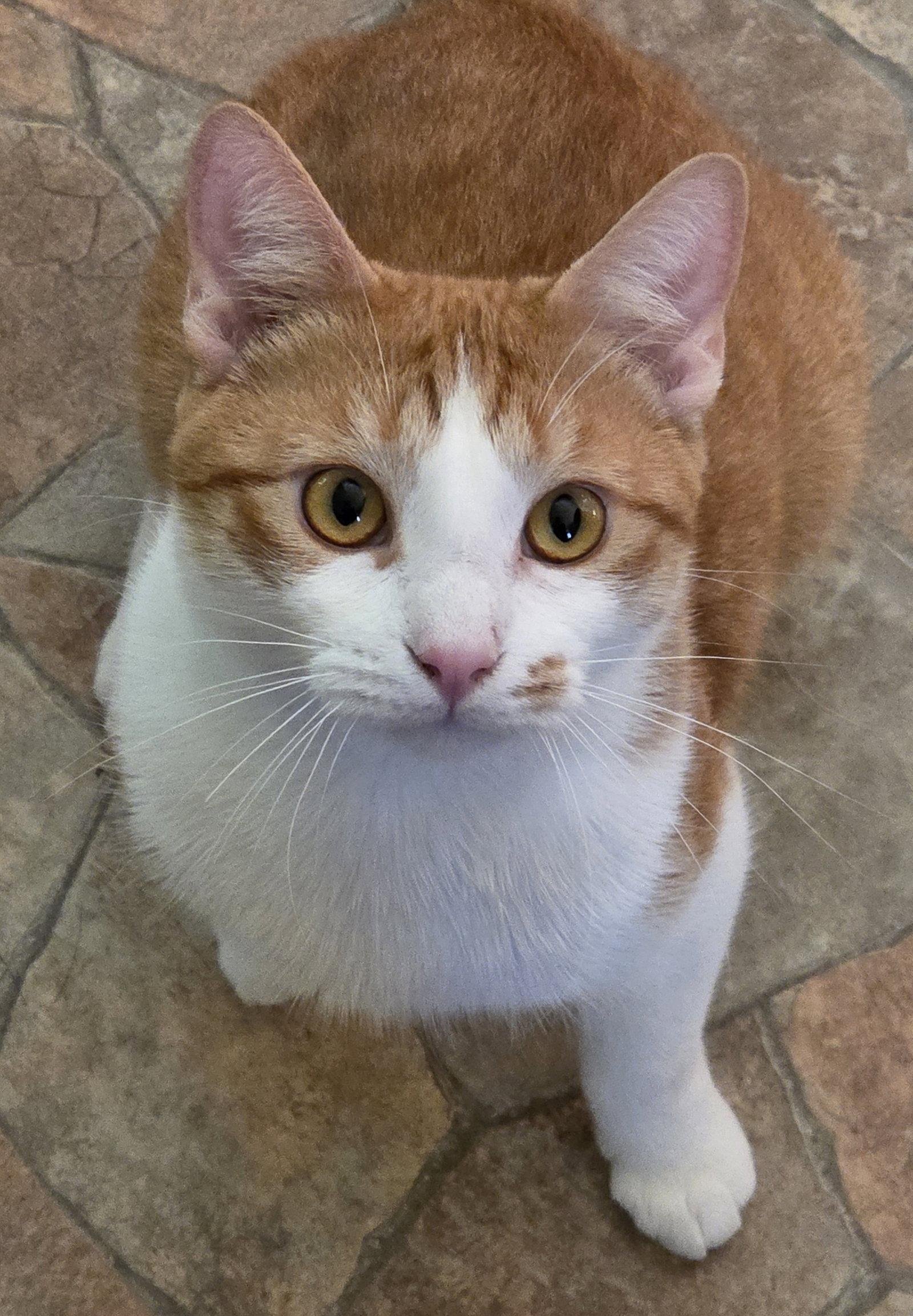 Enlarge Doobie, a Adopted Domestic Short Hair in Pittsboro, NC image 2/3