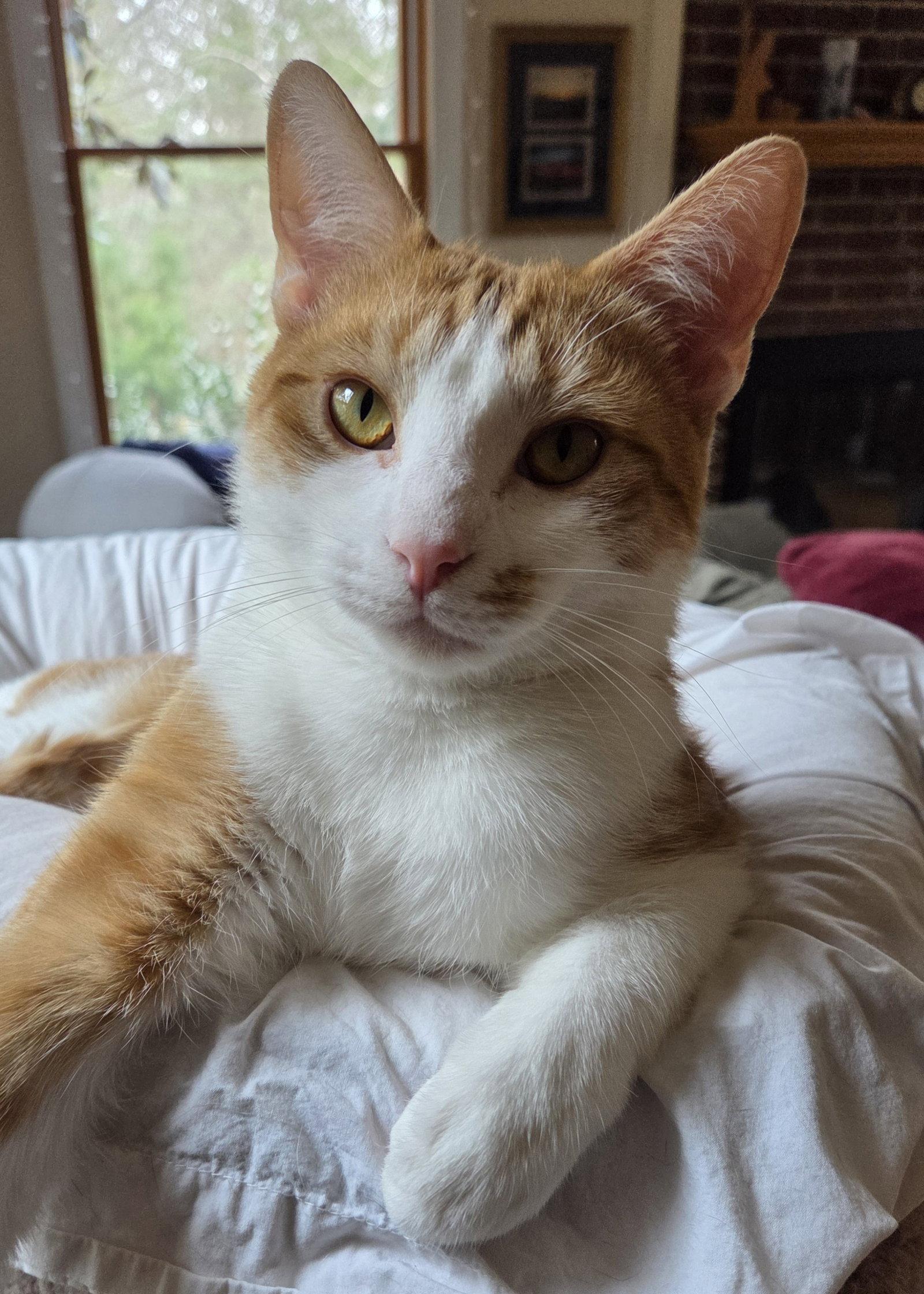 Enlarge Doobie, a Adopted Domestic Short Hair in Pittsboro, NC image 3/3