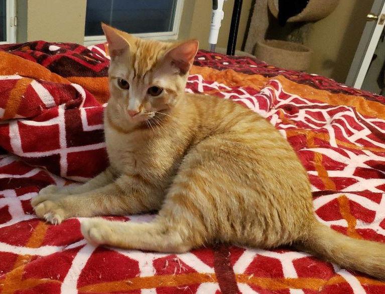 Enlarge Biscuit IV., a Adoptable Tabby in Plano, TX image 1/3