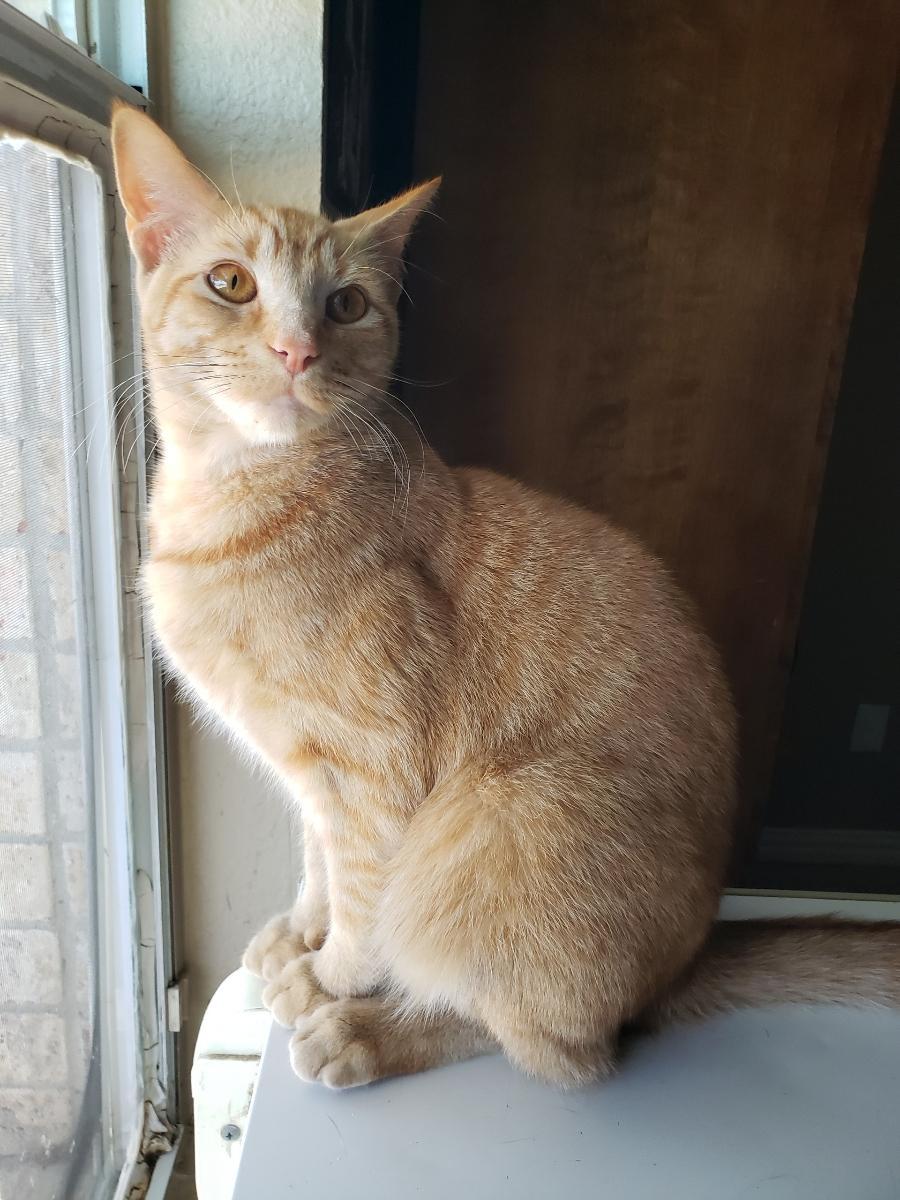 Enlarge Biscuit IV., a Adoptable Tabby in Plano, TX image 2/3