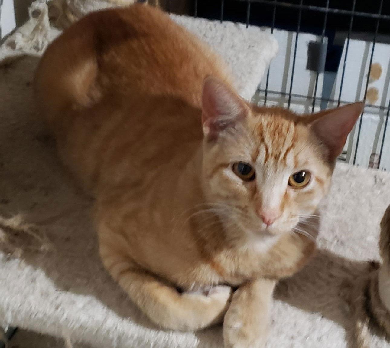 Enlarge Biscuit IV., a Adoptable Tabby in Plano, TX image 3/3