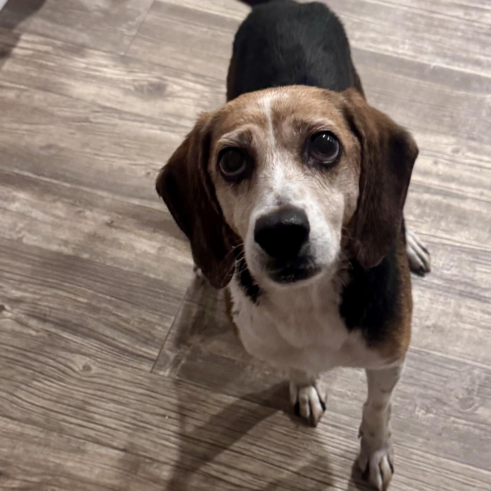 Jenny, ADOPTABLE, Adult Female Beagle.