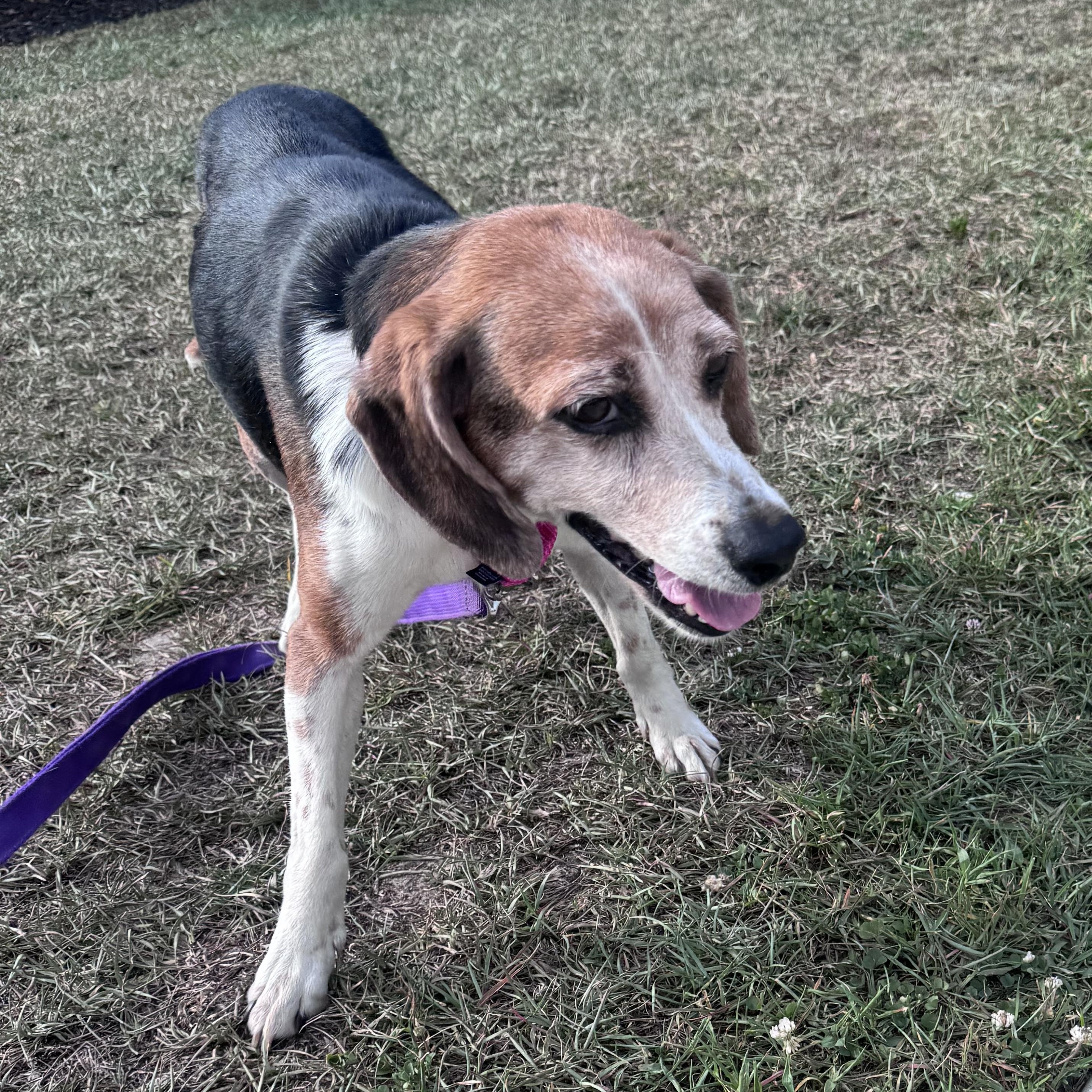 Enlarge Jenny, a ADOPTABLE mixed breed in Calabash, NC image 4/5