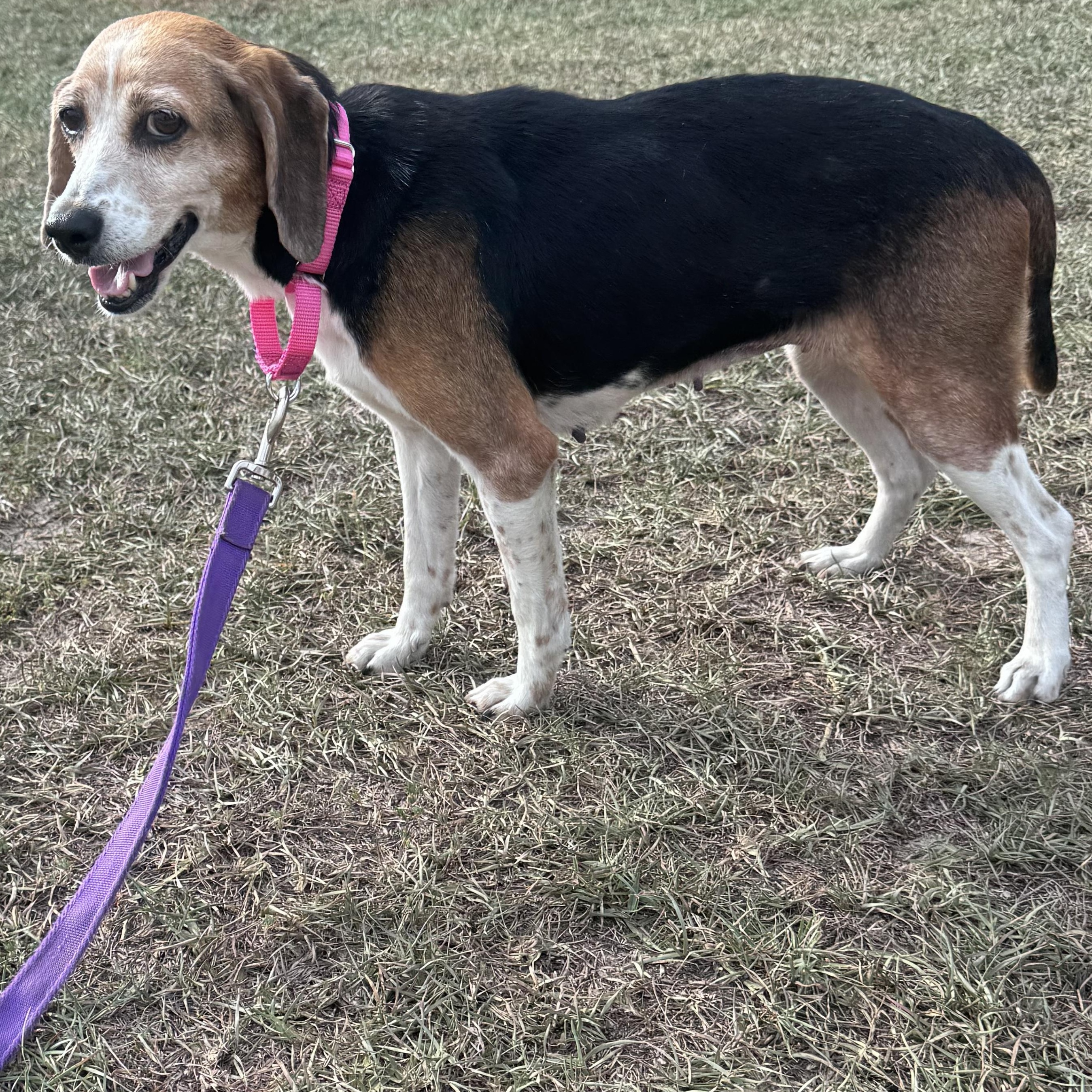 Enlarge Jenny, a ADOPTABLE mixed breed in Calabash, NC image 2/5