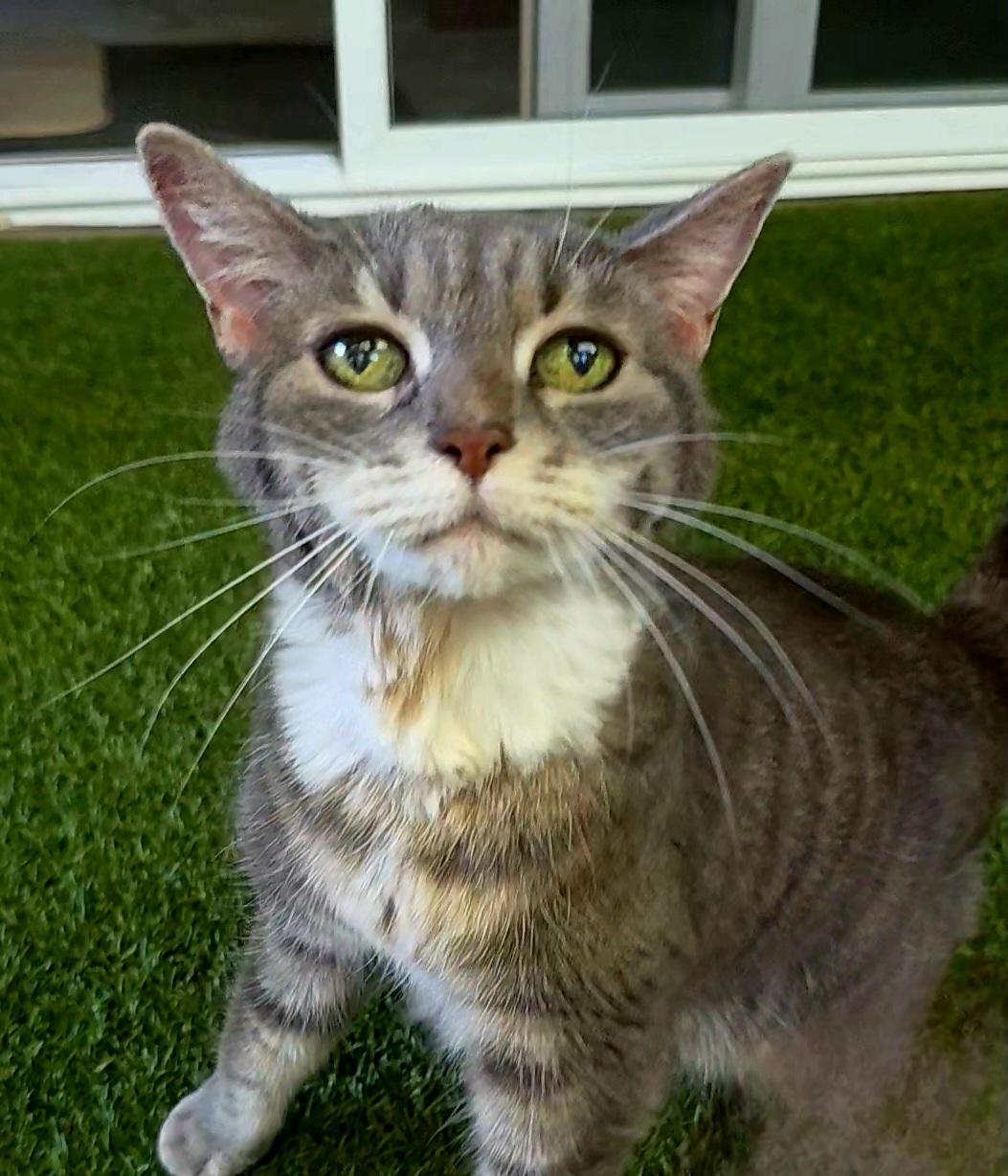 Stevie, Adoptable, Senior Female Tabby.