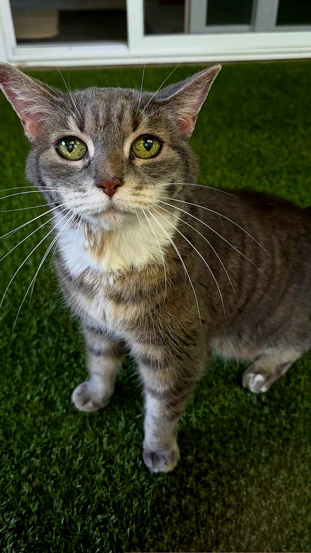 Stevie, a Adoptable Tabby in Orange, CA image 2/2