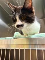 Burt, a Adoptable Domestic Short Hair in Renfrew, PA image 5/6