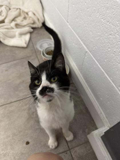 Burt, Adoptable, Adult Male Domestic Short Hair.