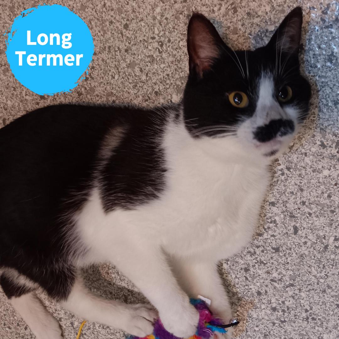 Burt, a Adoptable Domestic Short Hair in Renfrew, PA image 1/6