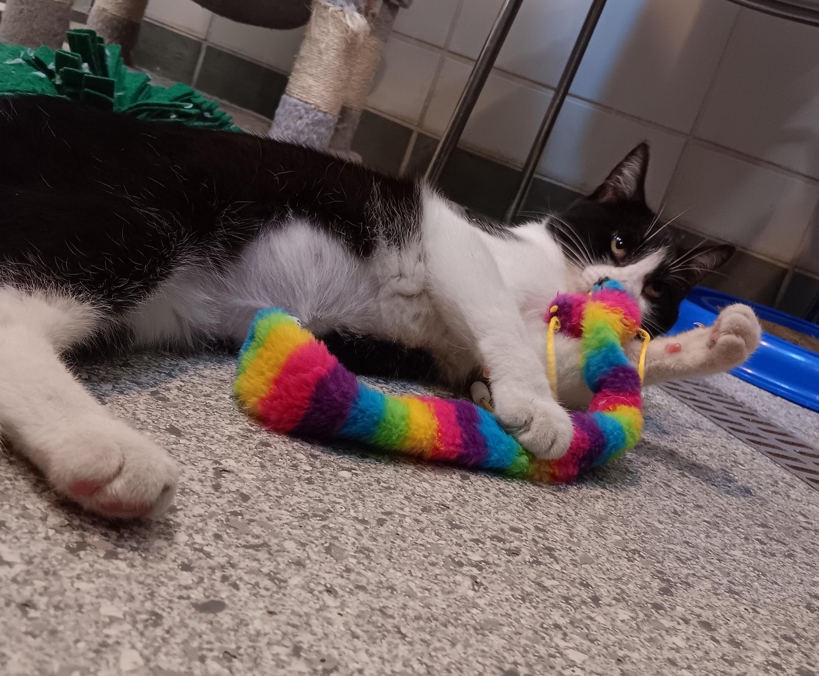 Burt, a Adoptable Domestic Short Hair in Renfrew, PA image 3/6