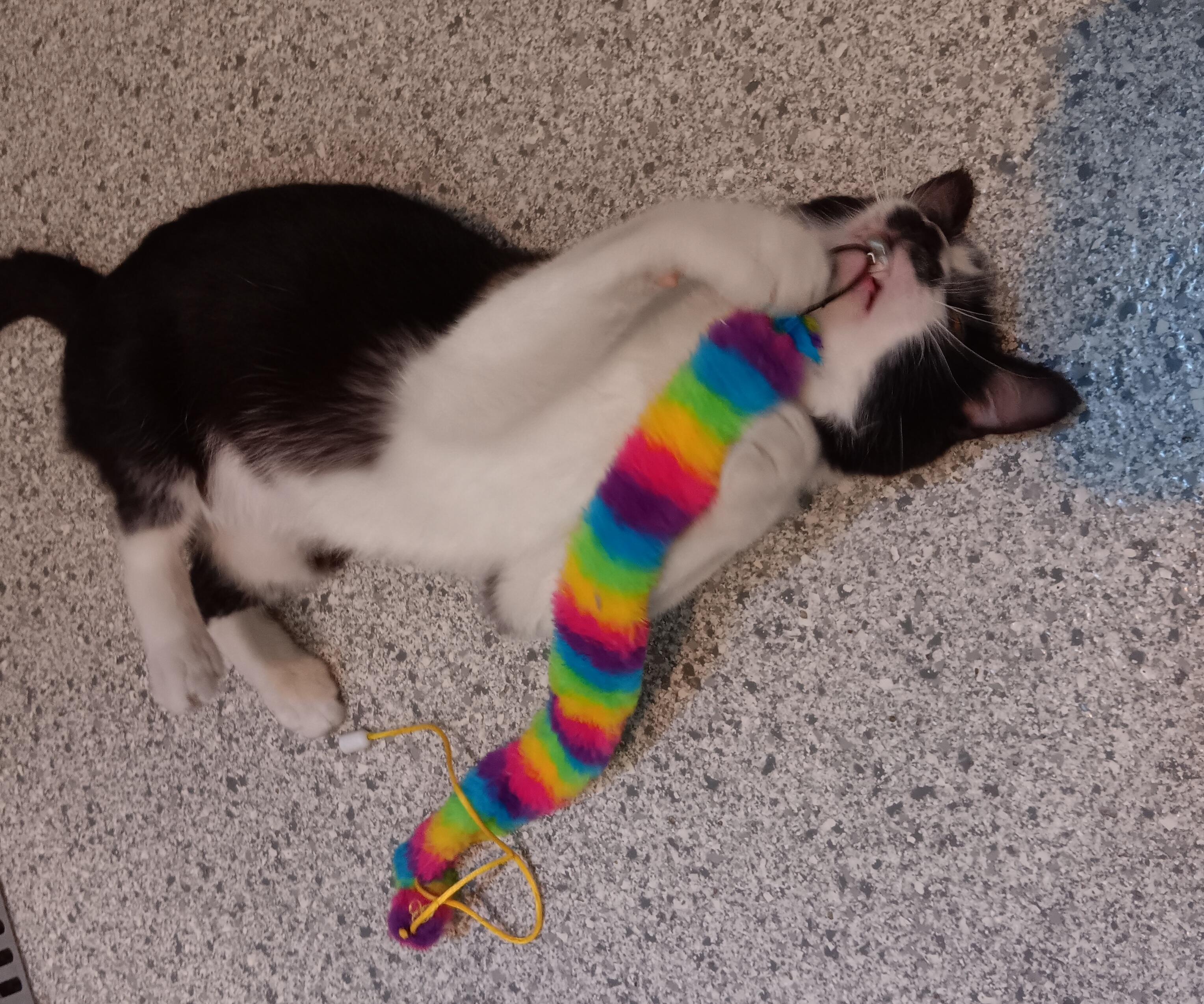 Burt, a Adoptable Domestic Short Hair in Renfrew, PA image 4/6