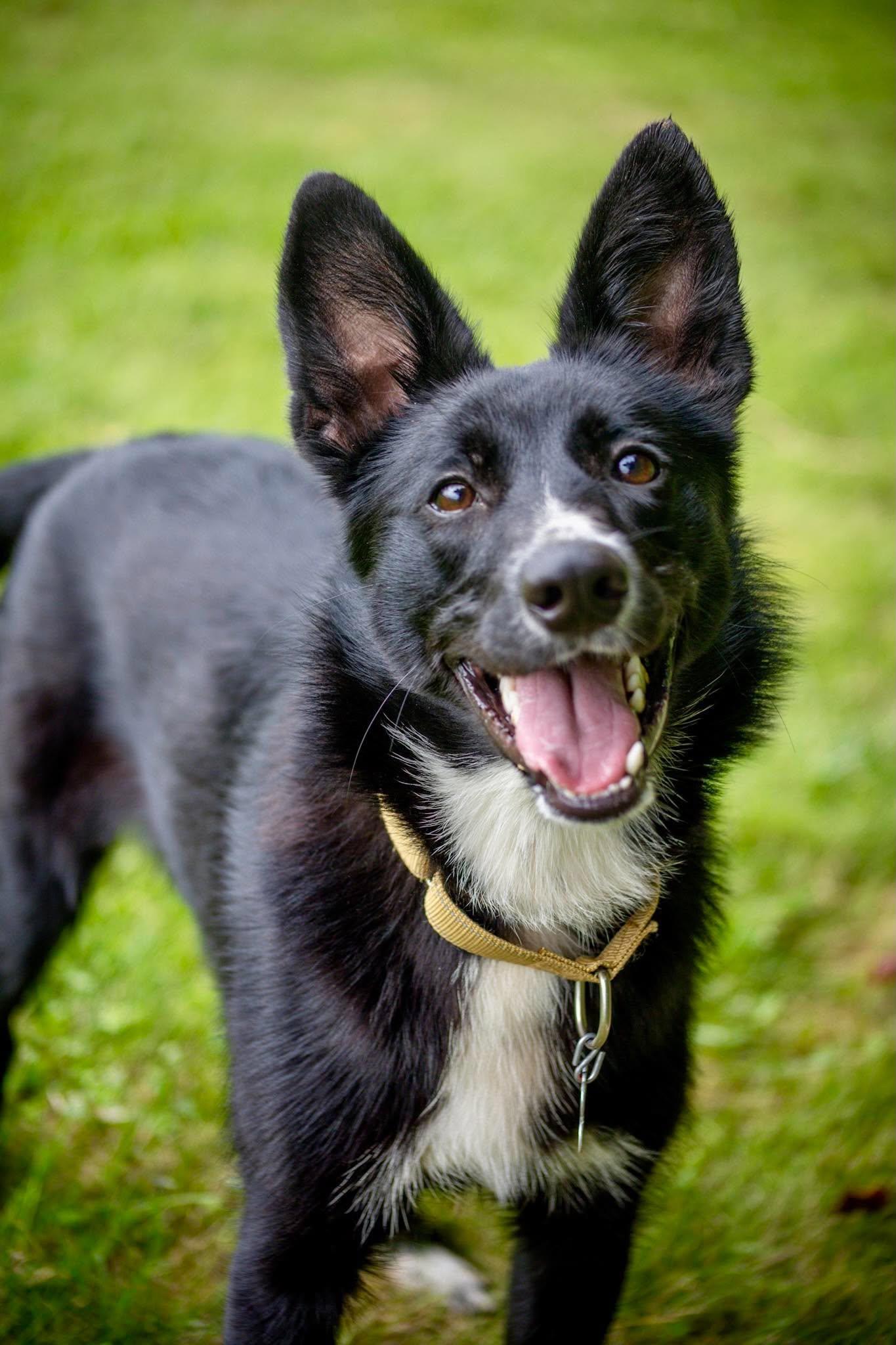 Enlarge Foxy, a Adoptable mixed breed in Valparaiso, IN image 2/3