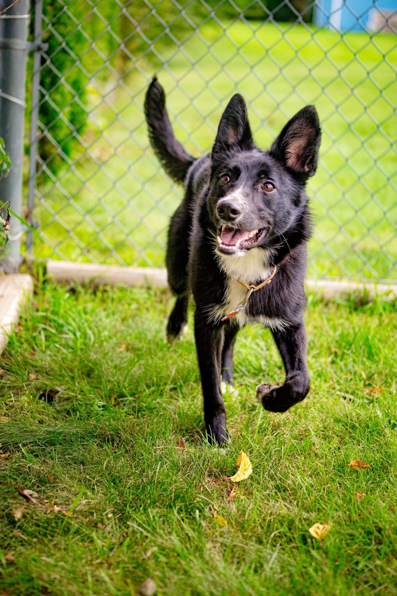 Enlarge Foxy, a Adoptable mixed breed in Valparaiso, IN image 3/3